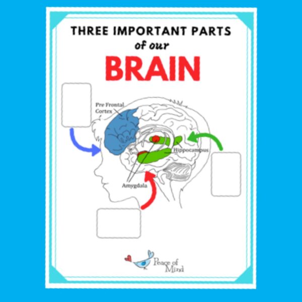Brain Anchor Chart for PreK-8 Classrooms